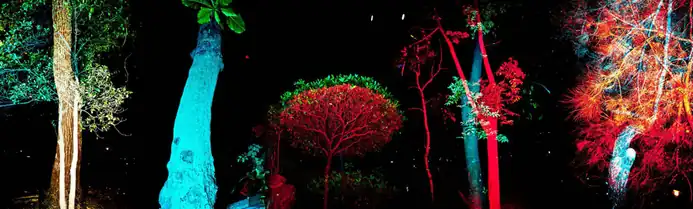 〈夜光〉